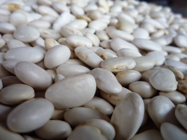 ayocote bco Cd. Serdán2