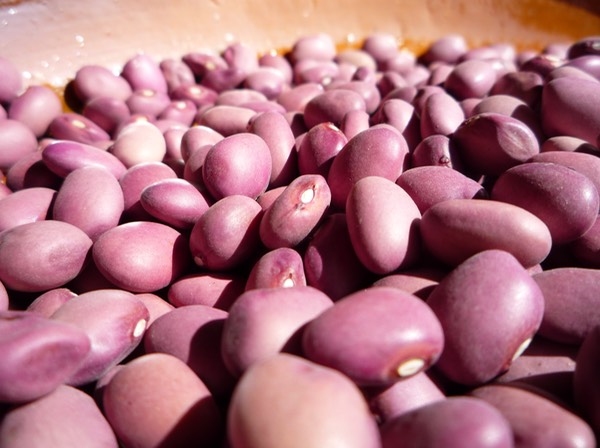 Flor de Mayo Atlixco3