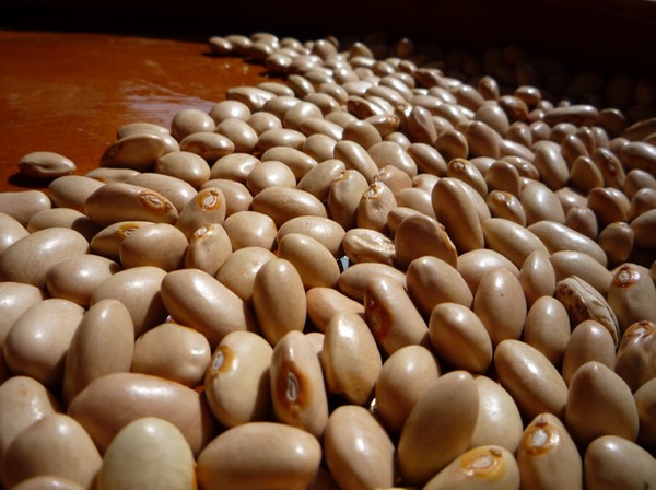 Frijol Mantequilla Atlixco1