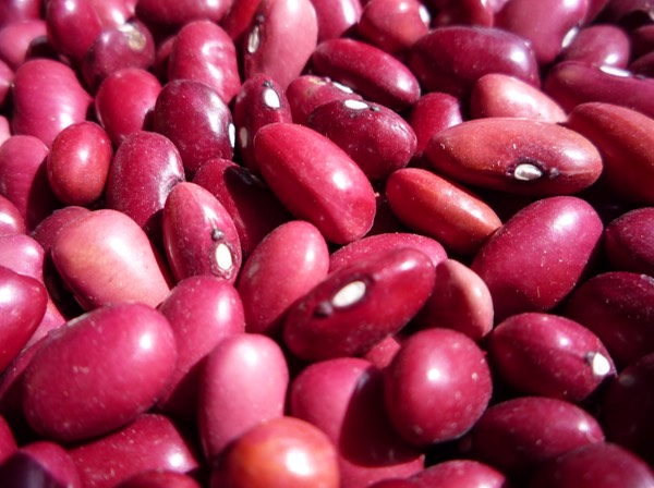 Sangre de Toro Los Reyes3